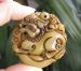 love Antique jade double hand carved dragon pendant  47mm x13mmthick