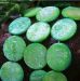 Green Mother of Pearl shell coin 20mm AAA
