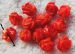 clearance---10p genuine coral hand carved rose flowers 8mm AAA red