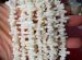 White Coral sticks branch nuggets 14x4mm AAA